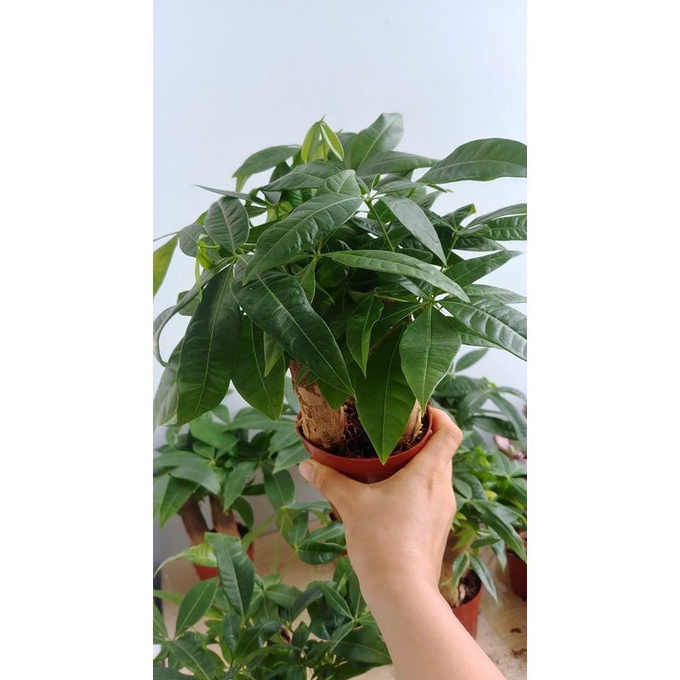 Cây kim ngân 3 gốc -Không giao dc 19 tỉnh Miền Nam