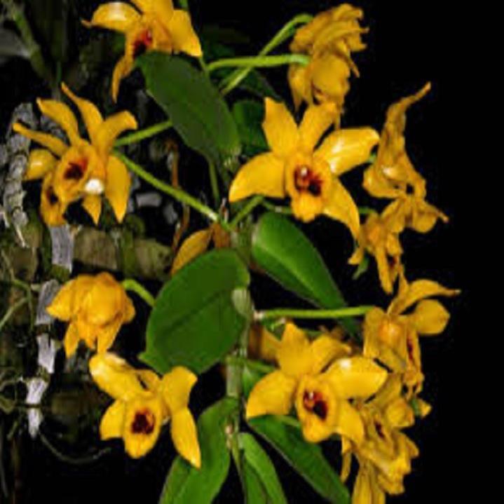 Sản Phẩm Hoa lan - trầm vàng