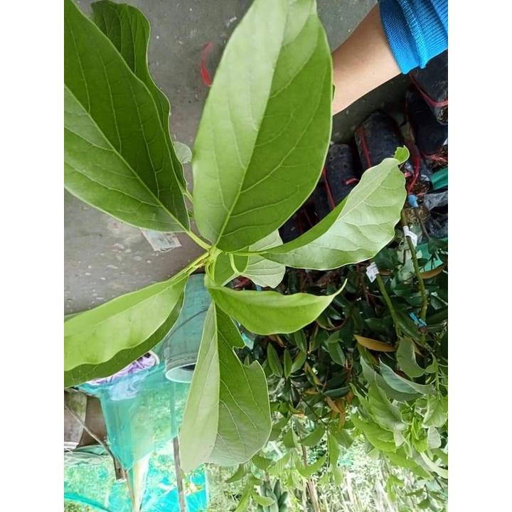 Cây giống bơ sáp daklak