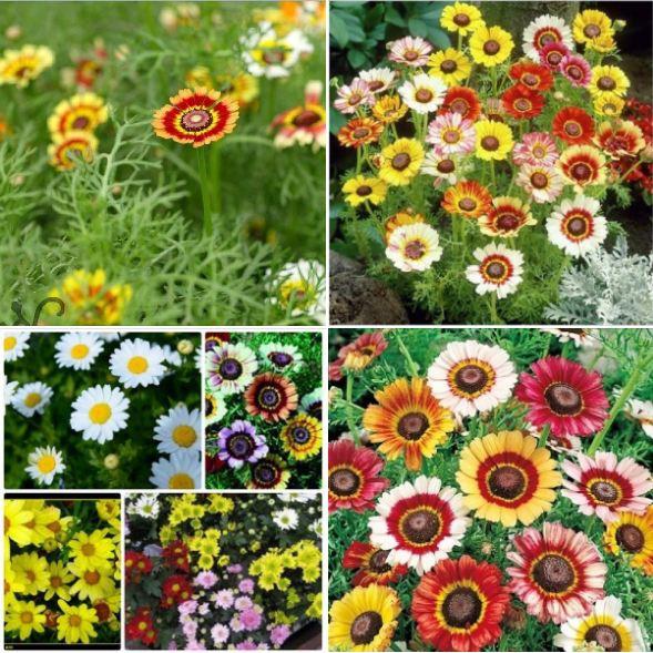 Hạt Giống Hoa Cúc Chi Nhiều Màu 50 hạt/gói