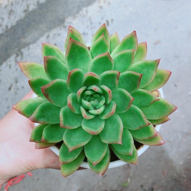 Sen Đá Viền Đỏ