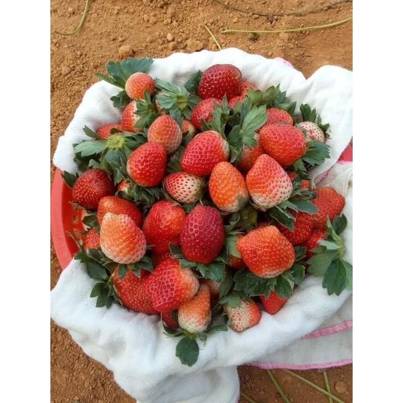 DÂU TÂY HANA NHẬT