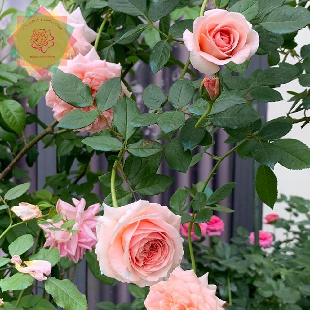 Cây hoa hồng ngoại Abraham Darby (leo) hồng cam siêu thơm - Hoa hồng Thăng Long Flower