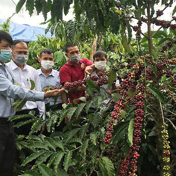 200 GRAM HẠT GIỐNG CÀ PHÊ DÂY THUẬN AN CAO SẢN .