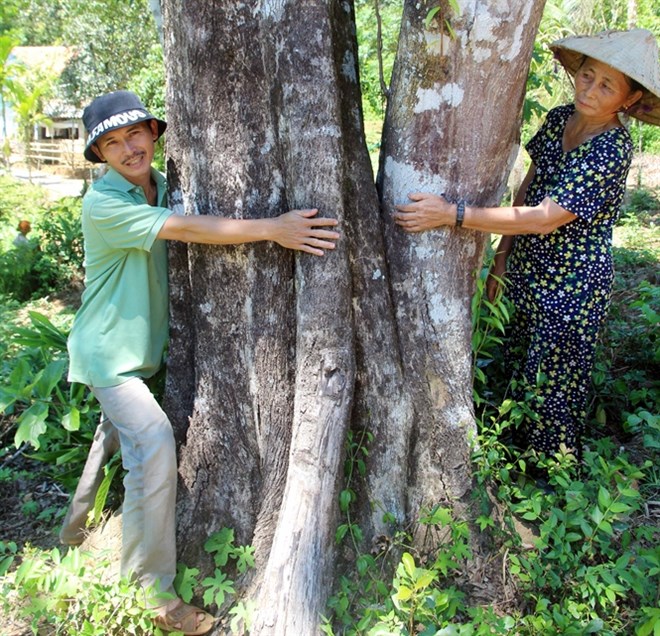 Cây giống đàn hương trắng Ấn Độ