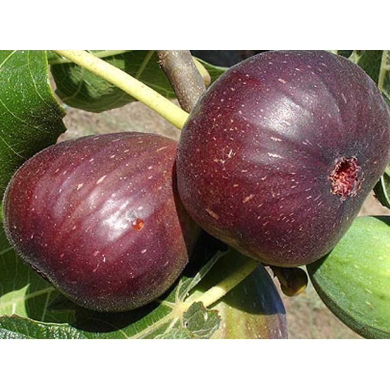 10 hạt Sung Mỹ siêu ngọt