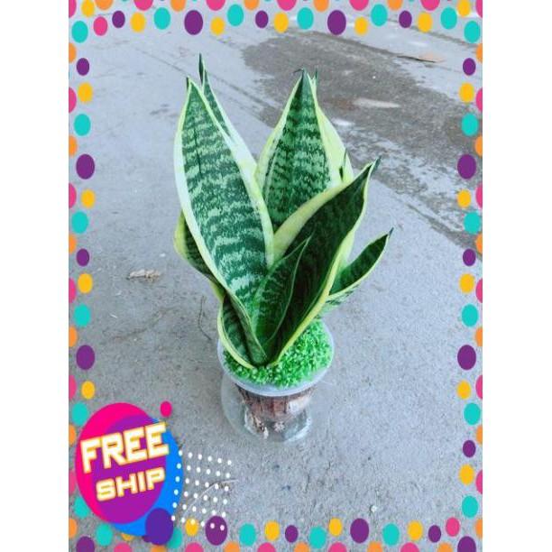 Chậu Lưỡi Hổ Thuỷ Sinh