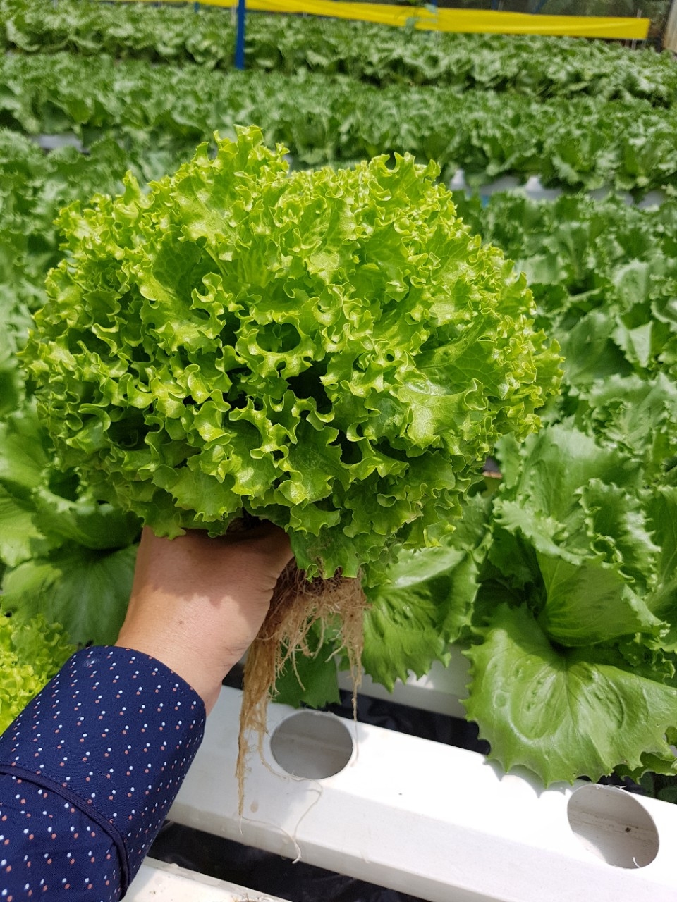 5Gr Hạt Giống Xà Lách Xoan Xanh