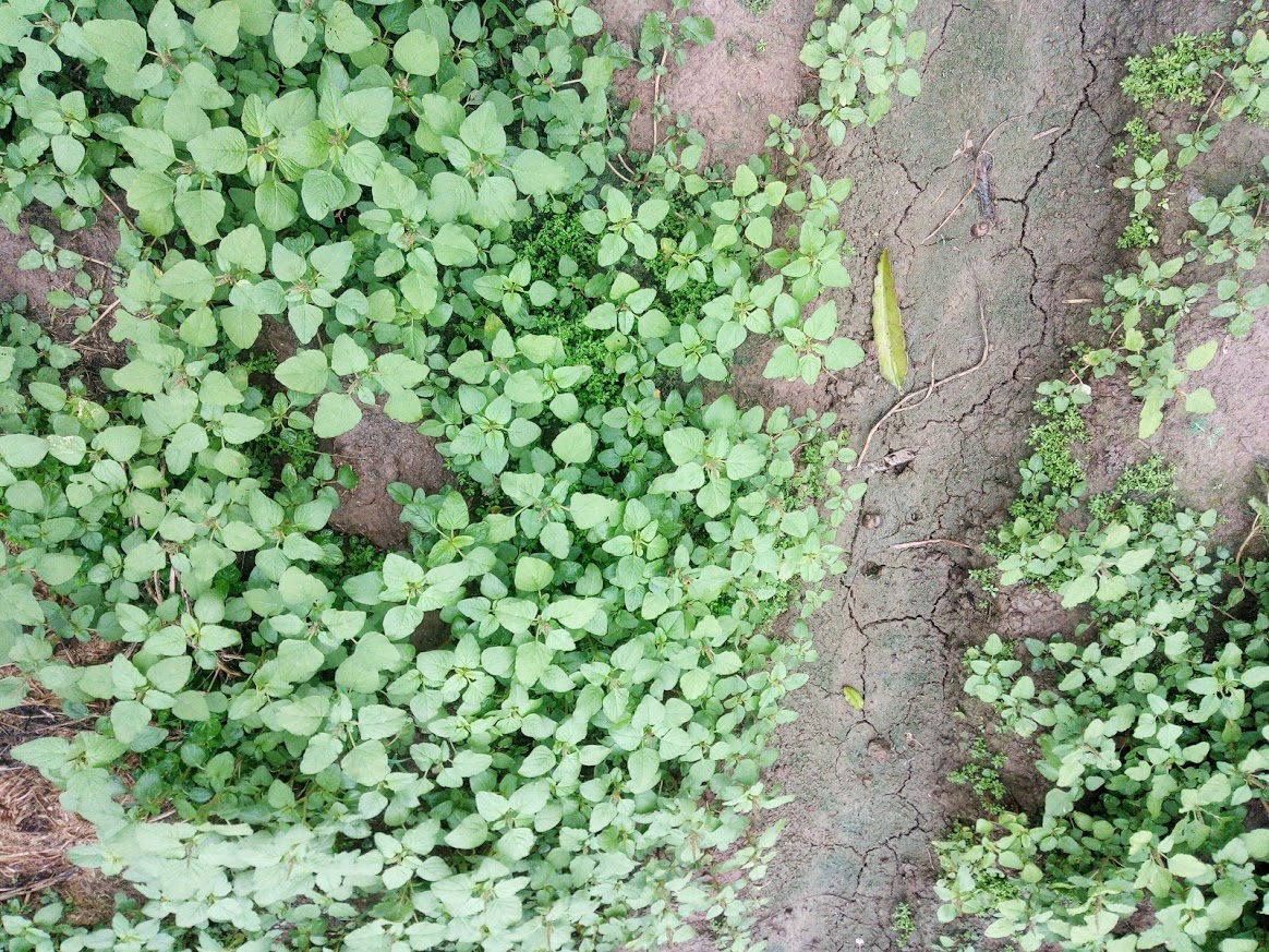 Hạt giống rau dền cơm