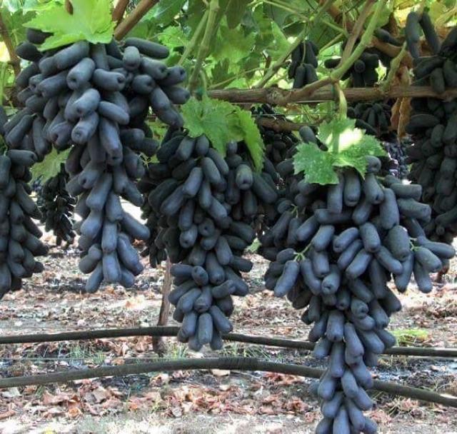Cây Giống Nho Ngón Tay Mỹ siêu sớm