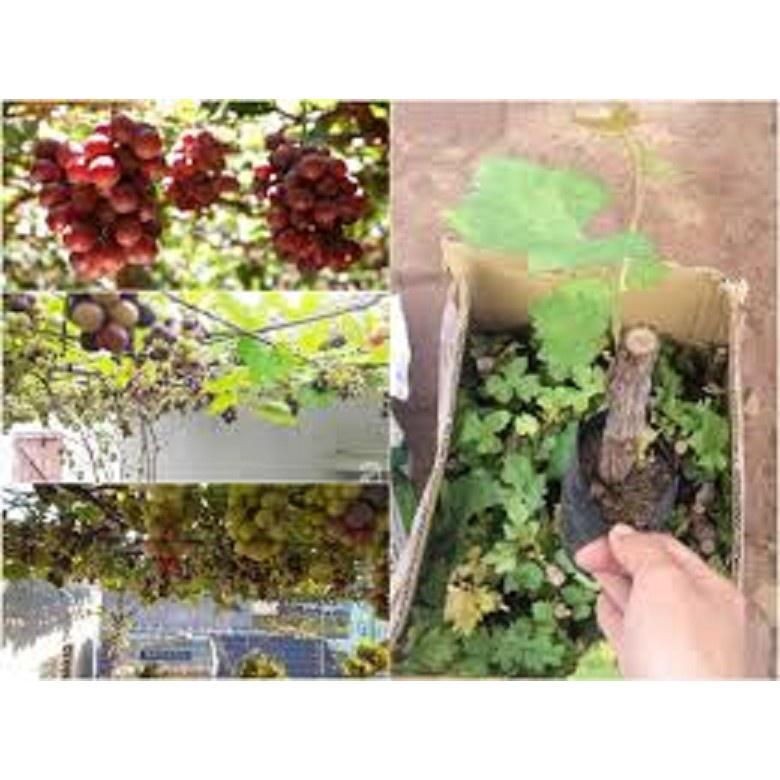 CÂY GIỐNG NHO LÙN PHÁP