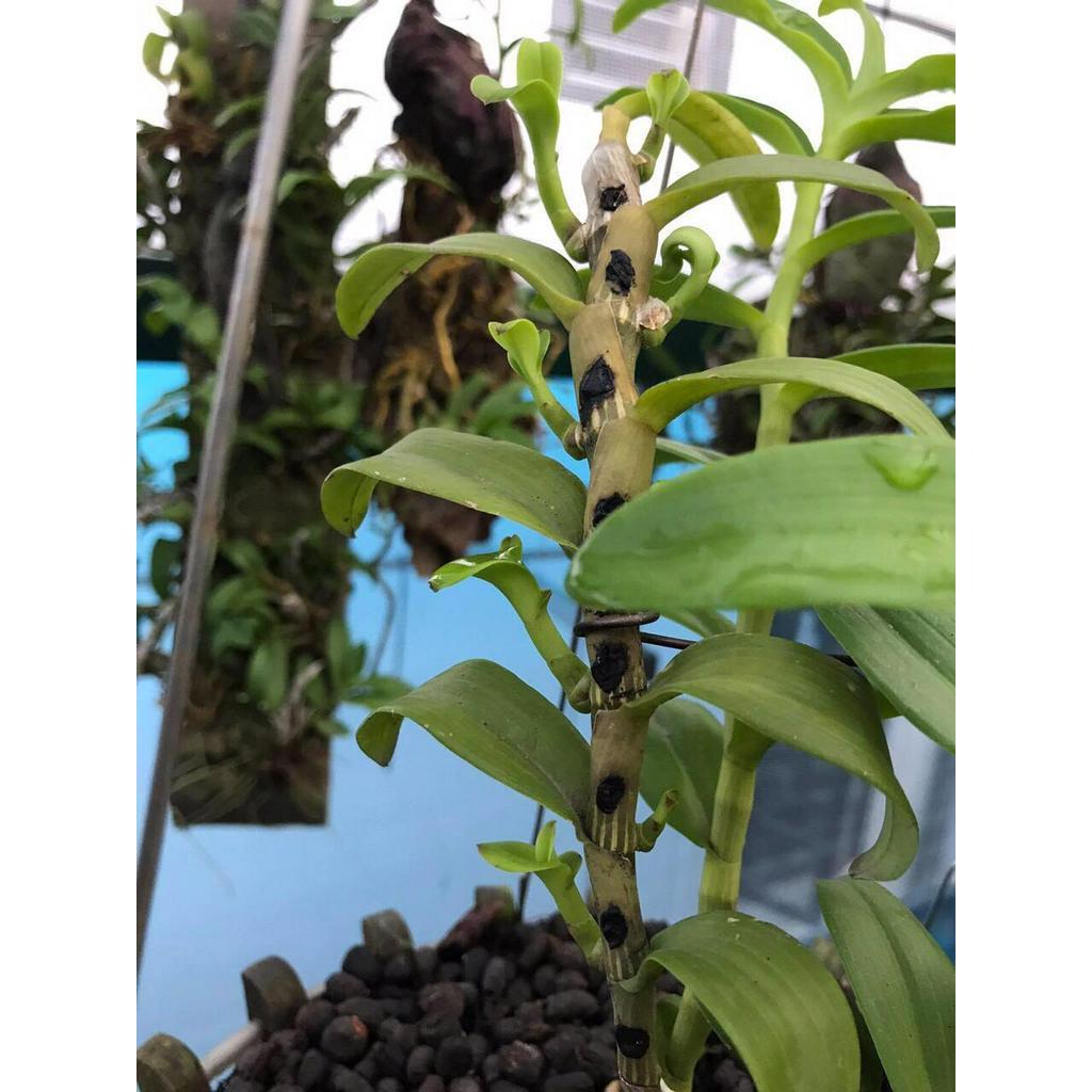 Chậu Lan Phi điệp 5 CÁNH PHI YẾN
