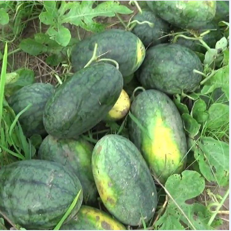 Combo 3 Gói Hạt giống dưa hấu ruột đỏ trái dài-gói 10 hạt-tặng kèm gói phân bón lót