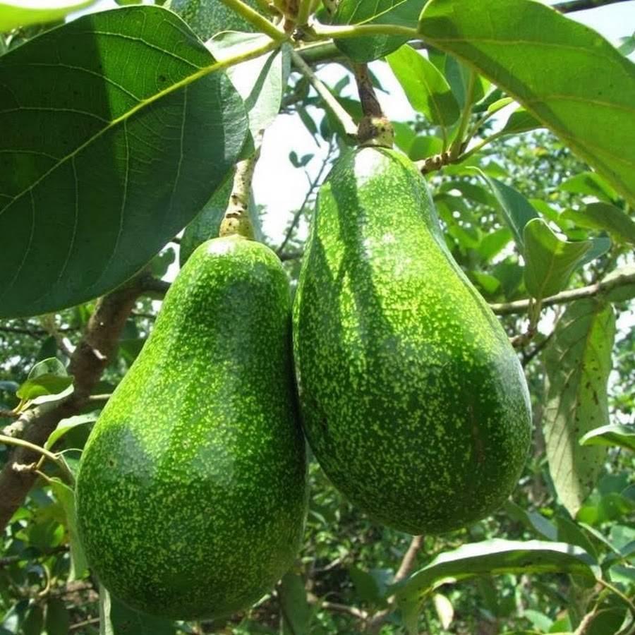Cây giống bơ sáp, cây giống bơ 034, cây giống khỏe dễ trồng ít sâu bệnh, cây thấp năng suất cao