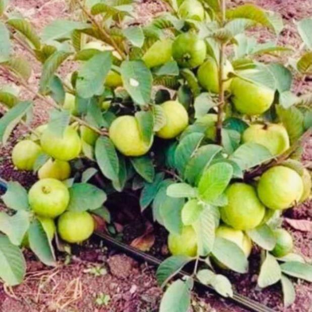 Cây Ổi Nữ Hoàng