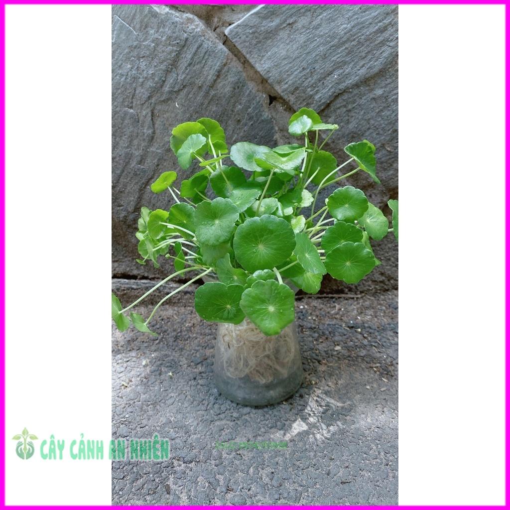 Chậu Cây Cỏ Đồng Tiên