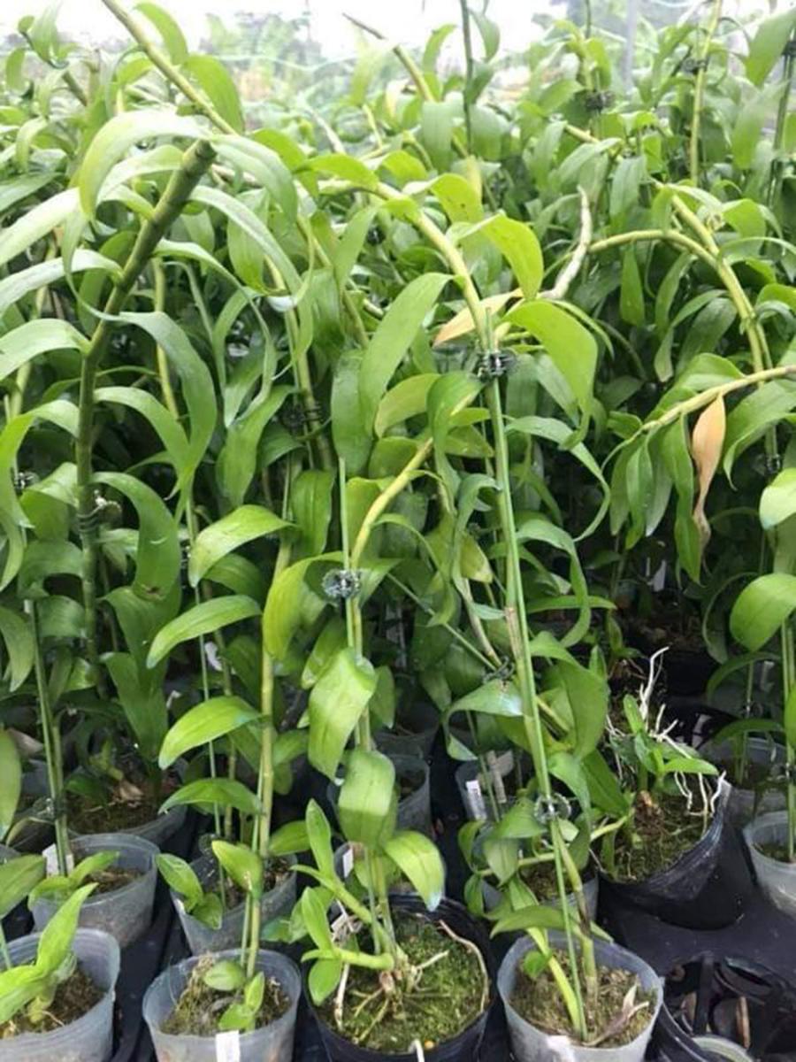 Hoa phong lan phi điệp trắng
