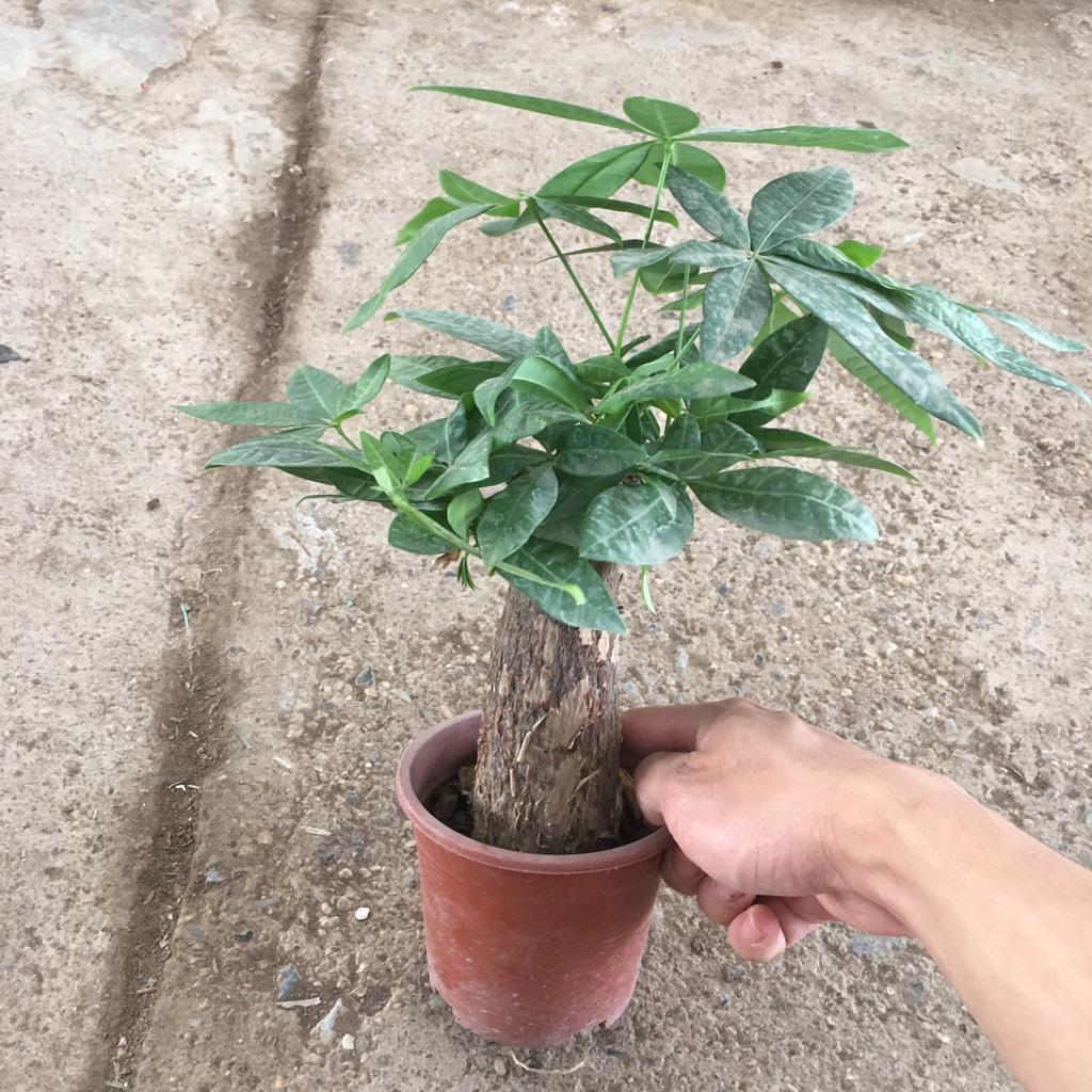 Cây Kim Ngân Phong Thủy,Chậu Mini Để Bàn,Trang Trí Decor Phòng Làm Việc
