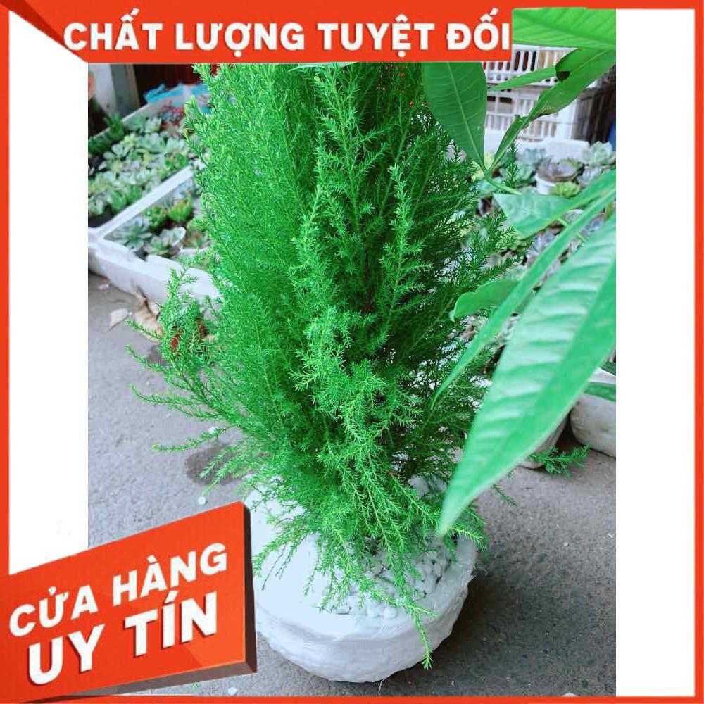 Chậu cây tùng thơm Nhiều Người Mua