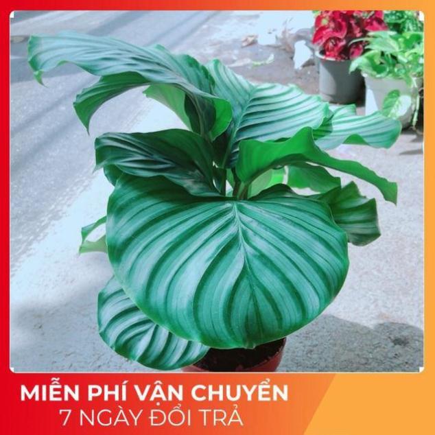 Đuôi Công Táo Xanh