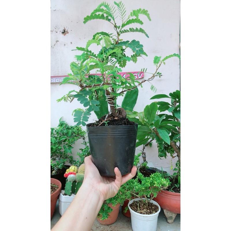 Cây Me Bonsai