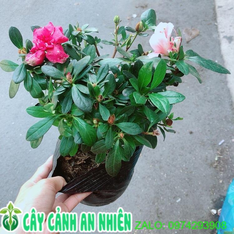 Đỗ Quyên 2 Màu Hoa