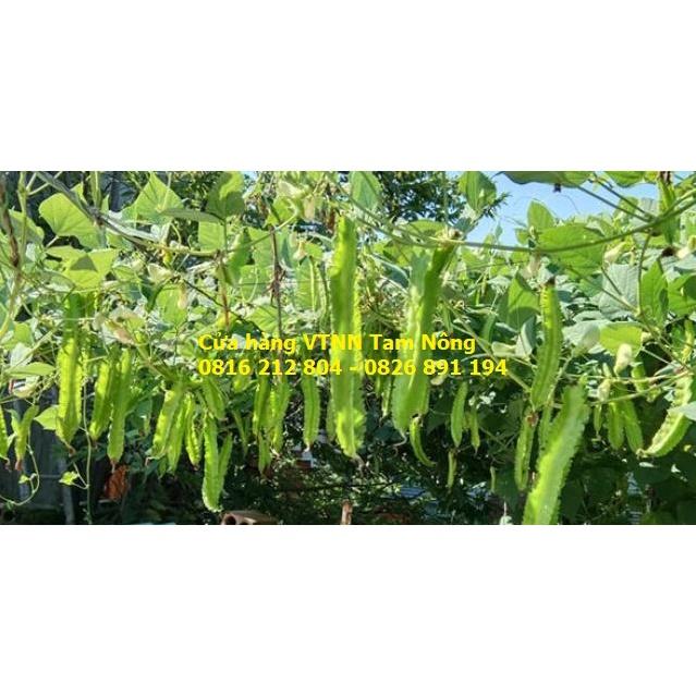 HẠT GIỐNG ĐẬU RỒNG - ĐẬU KHẾ _KL. 5 GRAM