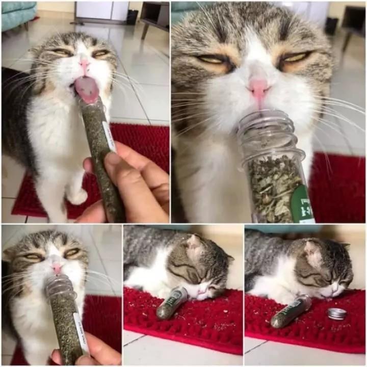 Cỏ bạc hà cho mèo -cỏ catnip cho mèo dạng ống