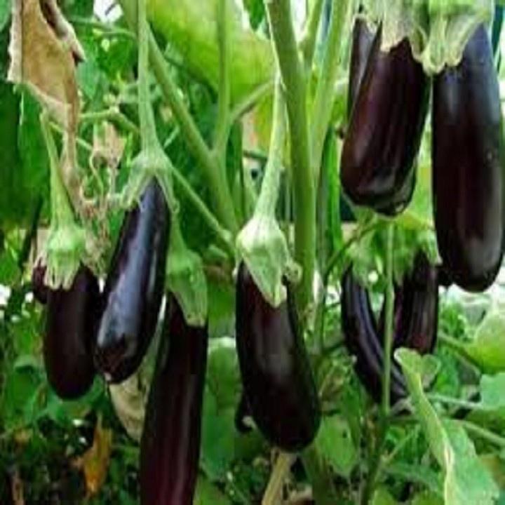 CÀ TÍM DÀI , GIỐNG