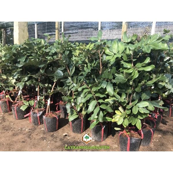 Cây giống Thanh Nhãn Siêu trái.