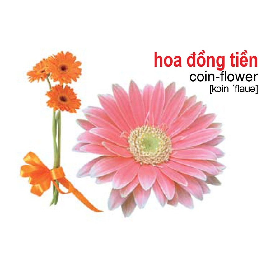 Combo 10 Hộp Flash card song ngữ Anh Việt - Lô tô cho trẻ mầm non - Chủ đề: Thực vật