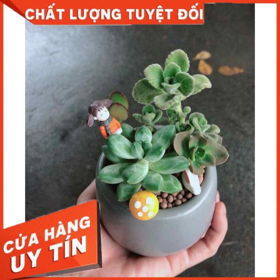 Chậu sen đá tiểu cảnh Nhiều Người Mua