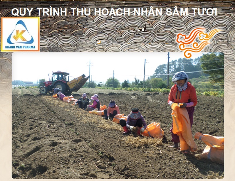 Nước Hồng Sâm Hàn Quốc 6 Năm Tuổi - MYEONG KI SAM - Hàng Nội Địa Nhập Khẩu Chính Hãng - Hàm Lượng Hồng Sâm 9,9% - Hộp 30 Gói x 70ml