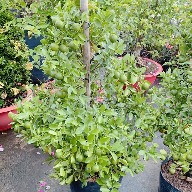Cây Quất Hàng Đẹp