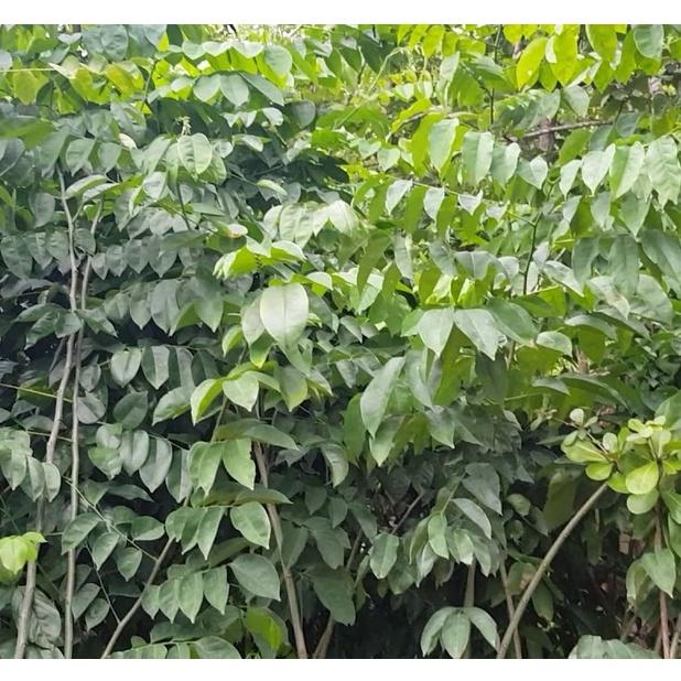 100 gram hạt giống cây giáng hương
