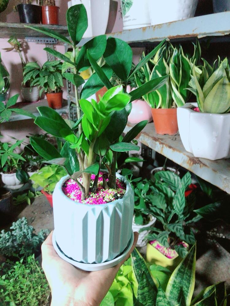 Chậu Cây Kim Tiền Thái