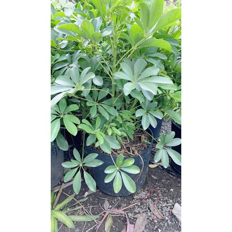 Ngũ Gia Bì Lớn