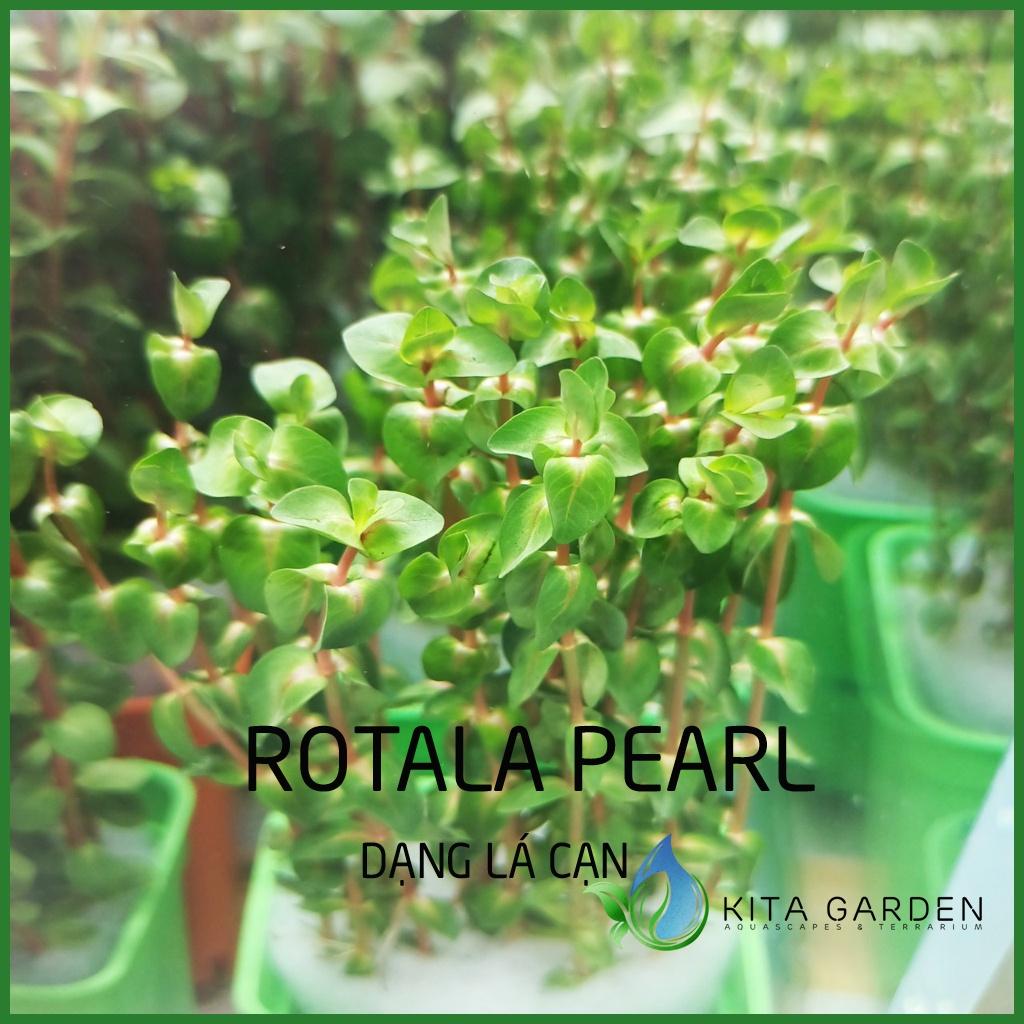 Cây thủy sinh vẩy ốc ngọc trai - Rotala pearl - Dễ Trồng - Cây Dạng Cạn