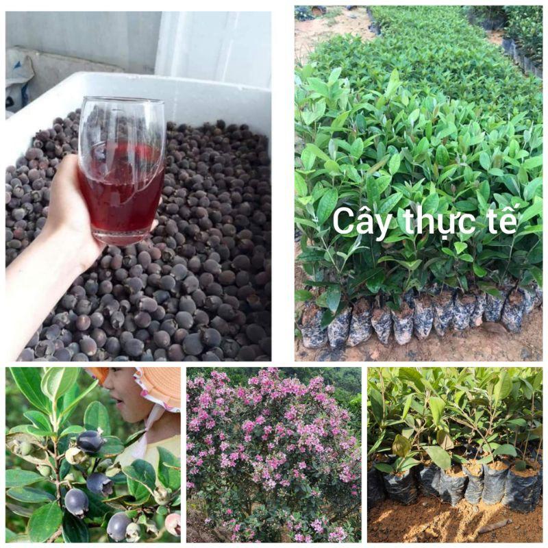 Com bo 10 cây sim rừng