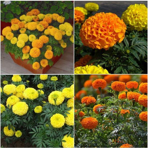 Combo 5 Gói Hạt giống hoa Cúc Vạn Thọ Mỹ Mix màu tặng gói kích thích
