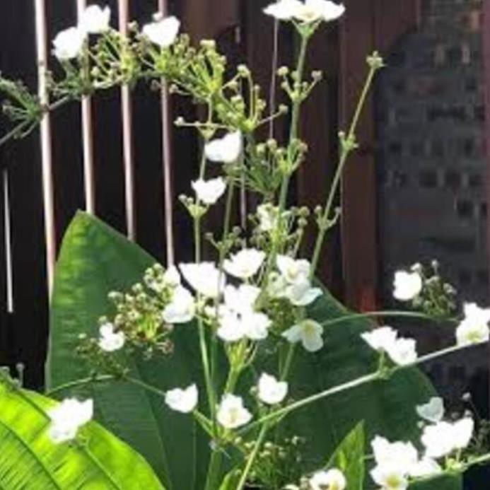Chậu cây BÁCH THỦY TIÊN, THỦY SINH - Cây PHONG THỦY, may mắn, tài lộc - gửi đi nguyên bầu