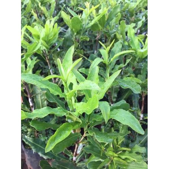 Cây giống MẮC CA - siêu sai quả, giá trị kinh tế cao - Hàng cây giống chuẩn F1