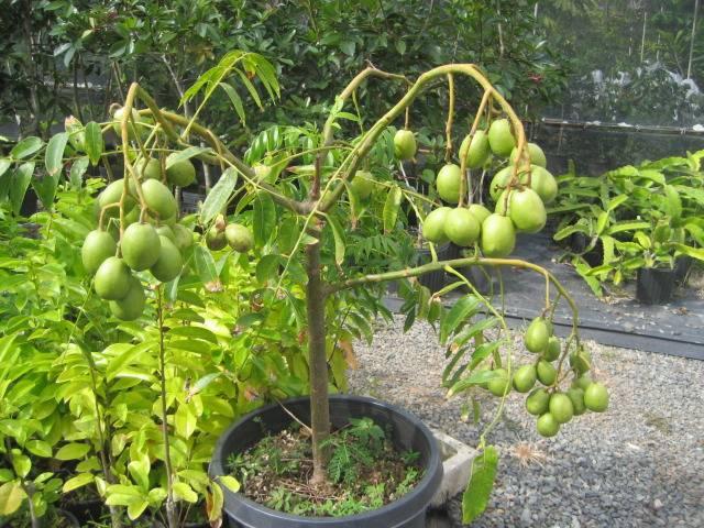 CÂY GIỐNG CÓC THÁI