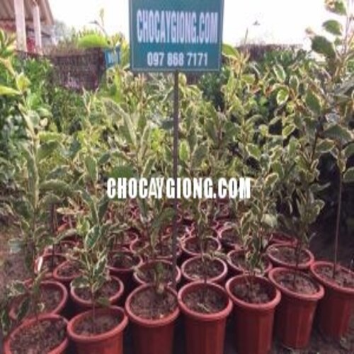 Cây ỔI CẨM THẠCH