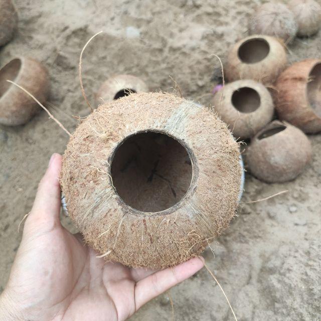 Gáo dừa thô - Gáo hũ | Gáo khoan lỗ