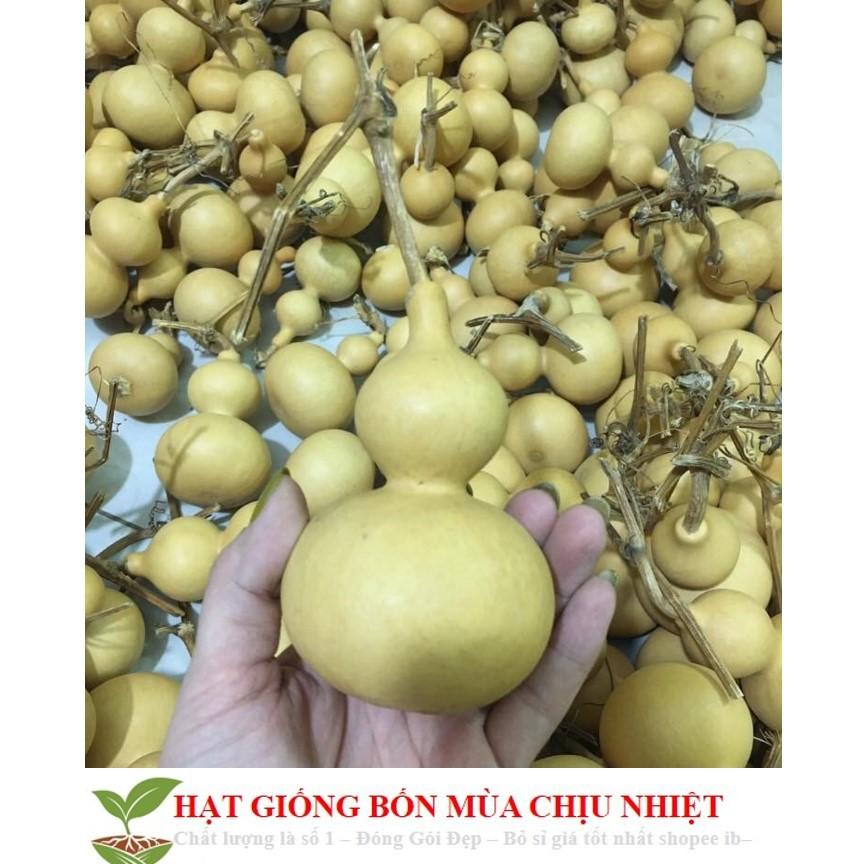 116A Hạt Giống Bầu Hồ Lô - Mini Siêu Kute 5 HẠT