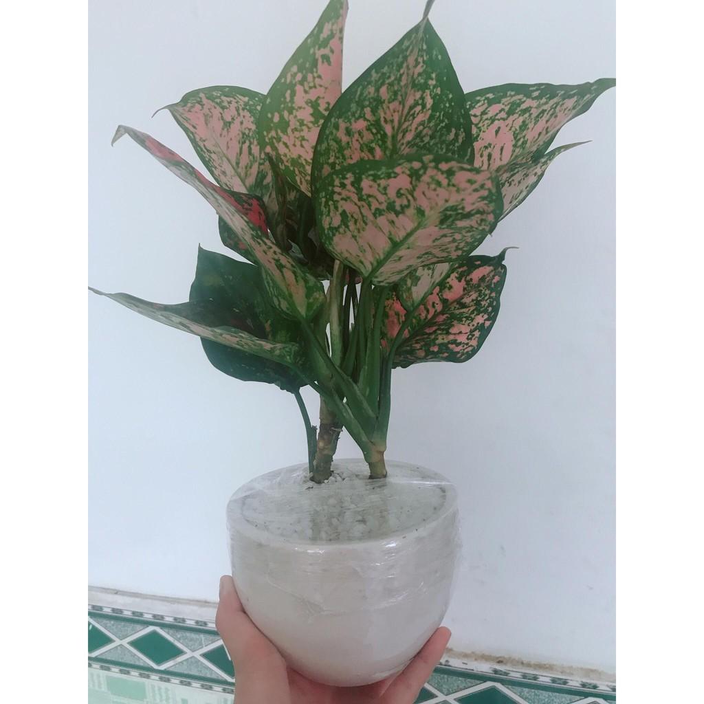 Chậu vạn lộc