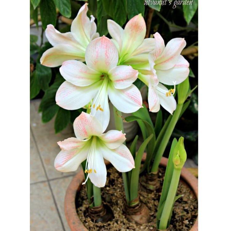 Củ hoa huệ tây màu hoa màu hồng đào