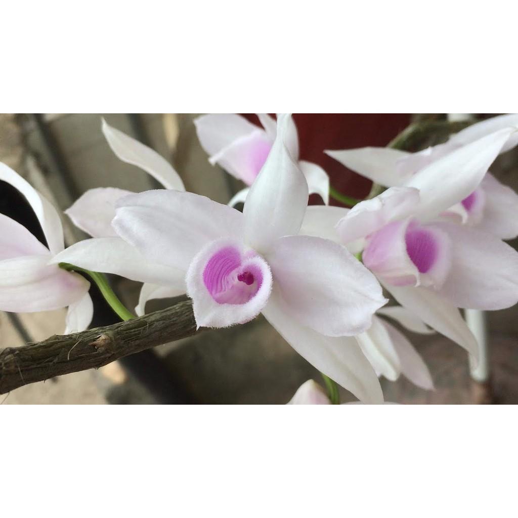 Phi điệp 5 cánh trắng 5ct HỌNG HỒNG