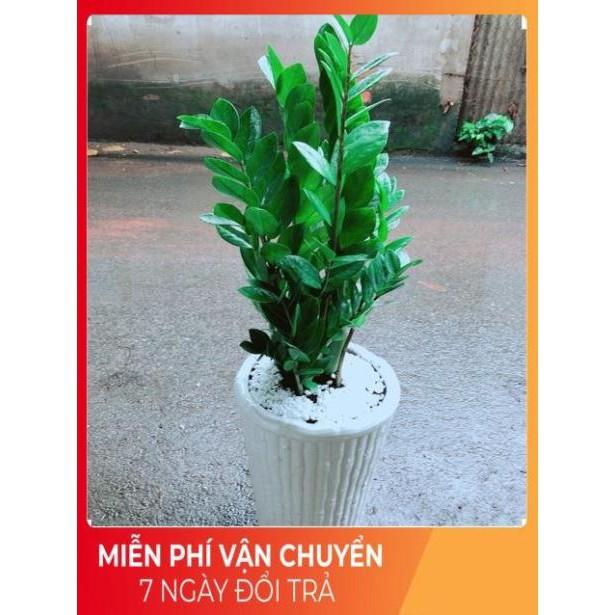 Chậu Kim Tiền Size Đại